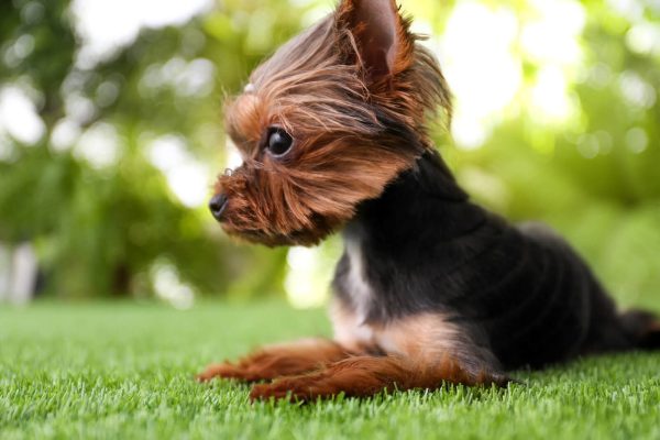 artificial-lawn-for-dogs