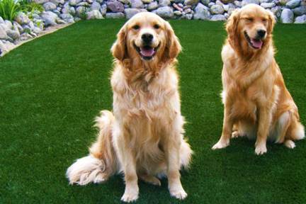 lawns for dogs 2