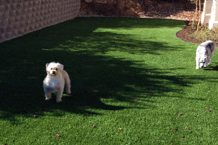 lawns for dogs 3