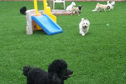 lawns for dogs